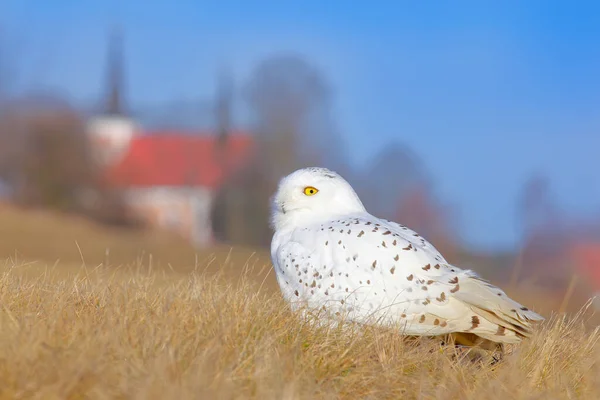 Sněžná Sova Sedící Sněhu Stanovišti Studená Zima Bílým Ptákem Divoká — Stock fotografie