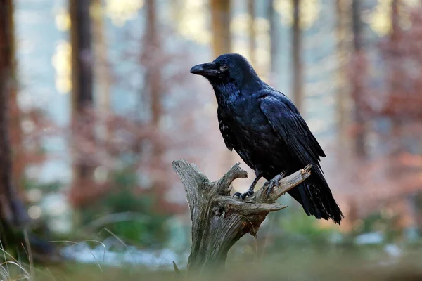 レイブンの森の牧草地でキジの死体を殺す 死んだ共通のキジと黒鳥のカラス 自然からの給餌行動シーン ドイツ出身の黒鳥 ヨーロッパの鳥野生生物 — ストック写真