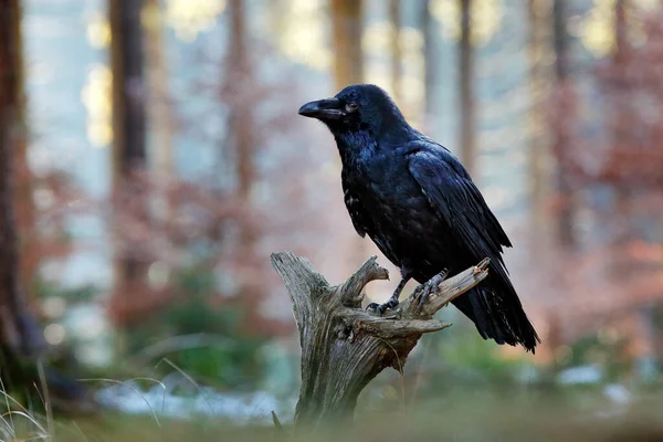 Corbeau Avec Cadavre Faisan Tué Sur Prairie Forestière Corbeau Oiseau — Photo