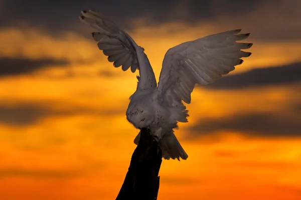 Schöner Abendhimmel Mit Fliegender Eule Schneeeule Nyctea Scandiaca Seltener Vogel — Stockfoto