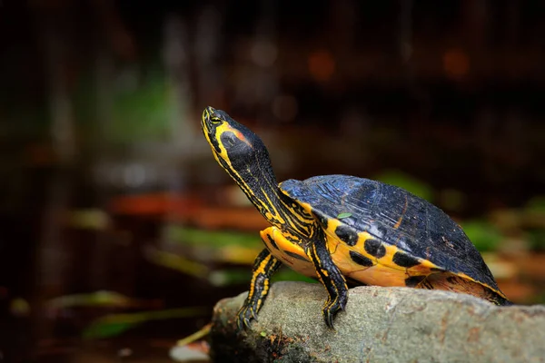 연못에 아름다운 거북의 — 스톡 사진