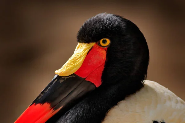 Retrato Cigüeña Pico Silla Albarda Ephippiorhynchus Senegalensis Hábitat Natural Pájaro — Foto de Stock