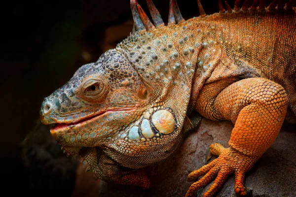 Natureza Selvagem Grande Lagarto Retrato Iguana Laranja Floresta Verde Escura — Fotografia de Stock