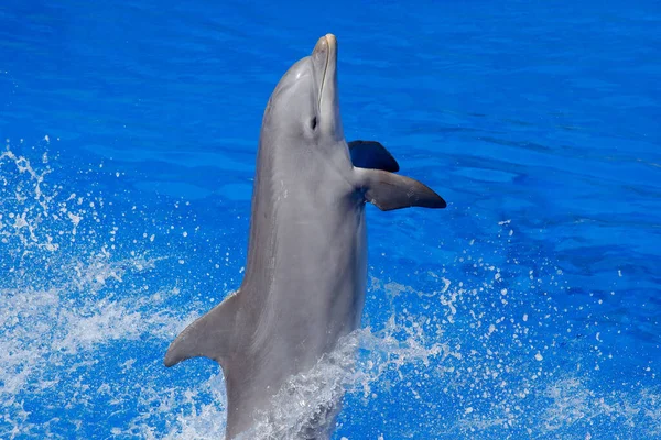 海洋与动物的波浪 在蓝色的水里 有一小瓶海豚 Tursiops Truncatus海洋海豚从海里跳下的野生动物动作场景 有趣的动物形象 — 图库照片