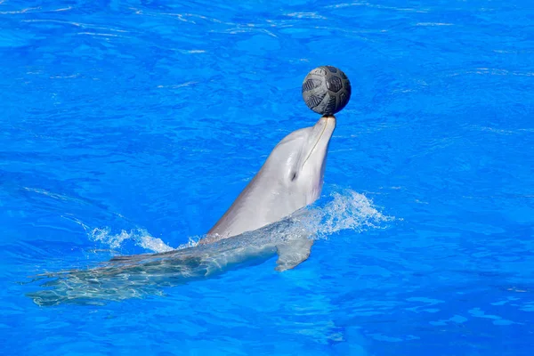 海洋与动物的波浪 在蓝色的水里 有一小瓶海豚 Tursiops Truncatus海洋海豚从海里跳下的野生动物动作场景 有趣的动物形象 — 图库照片