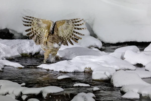 Blakiston Fish Owl Bubo Blakistoni Largest Living Species Fish Owl — Stock Photo, Image