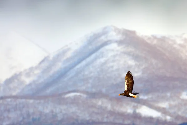 Bird fly above the hills. Japan eagle in the winter habitat. Mountain winter scenery with bird. Steller's sea eagle, flying bird of prey, with mountains in background, Hokkaido, Japan.