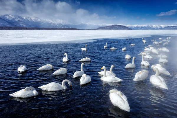 Schnee See Mit Eis Japan Singschwäne Cygnus Cygnus Vögel Natürlichen — Stockfoto