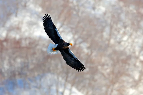 Bird fly above the hills. Japan eagle in the winter habitat. Mountain winter scenery with bird. Steller\'s sea eagle, flying bird of prey, with mountains in background, Hokkaido, Japan.