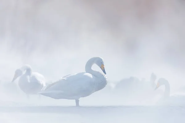 Snow lake with ice in Japan. Whooper Swans, Cygnus cygnus, birds in the nature habitat, Lake Kusharo, winter scene with snow and ice in the water, foggy mountain in the background, Hokkaido, Japan.