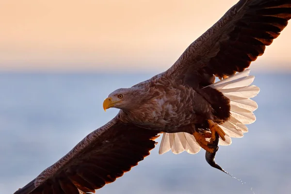 Flygande Rovfågel Vitstjärtad Örn Haliaeetus Albicilla Med Blå Himmel Och — Stockfoto