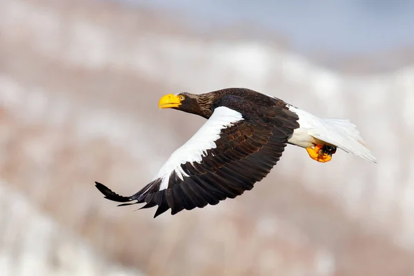 Bird fly above the hills. Japan eagle in the winter habitat. Mountain winter scenery with bird. Steller\'s sea eagle, flying bird of prey, with mountains in background, Hokkaido, Japan.
