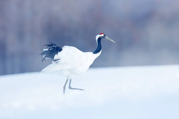 Chute Neige Grue Couronne Rouge Dans Pré Neige Avec Tempête — Photo