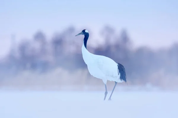 Snöfall Röd Kran Snöäng Med Snöstorm Hokkaido Japan Fågel Fluga — Stockfoto