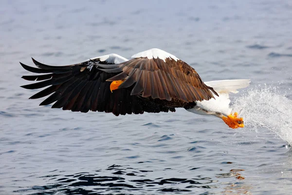 Stellers Seeadler Fliegender Raubvogel Mit Bergen Hintergrund Hokkaido Japan Vögel — Stockfoto