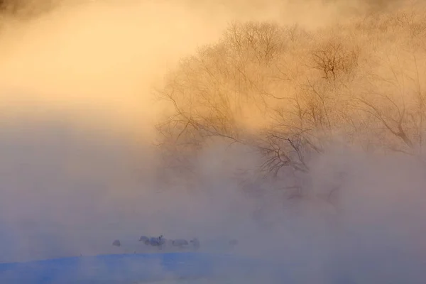 野生動物 雪の自然 クレーン橋 音羽冬の日本雪と 霧のある川の鳥 北海道 寒い日本 水の中の赤い冠鶴 — ストック写真