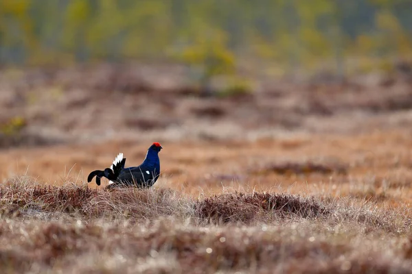 Çam Ağacında Siyah Orman Tavuğu Güzel Kuş Grouse Tetrao Tetrix — Stok fotoğraf