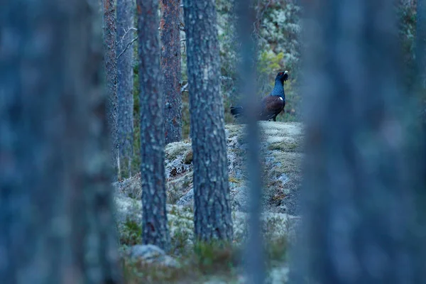 Batı Capercaillie Kara Kuşu Tetrao Urogallus Çam Ağacı Ormanındaki Yosunlu — Stok fotoğraf