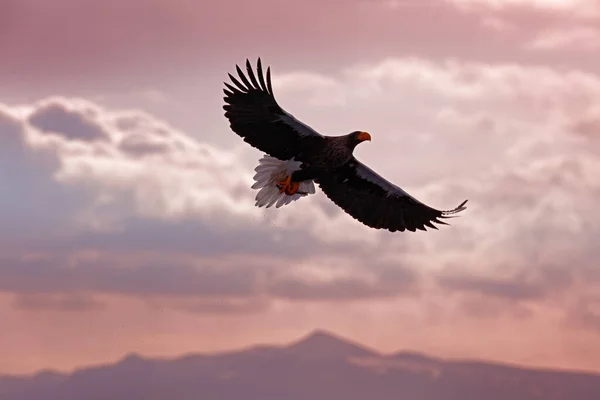 Θαλάσσιος Αετός Του Steller Ιπτάμενο Αρπακτικό Πουλί Βουνά Στο Βάθος — Φωτογραφία Αρχείου