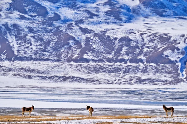 Kiang Equus Kiang Largest Wild Asses Winter Mountain Codition Tso — 图库照片