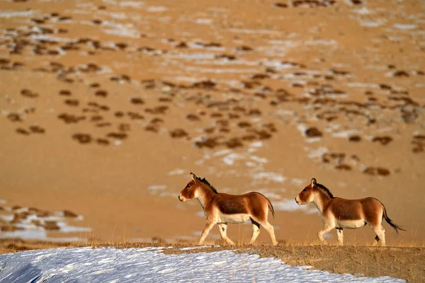 Kiang Equus Kiang Größter Der Wildesel Winterlicher Gebirgszug Tso Kar — Stockfoto
