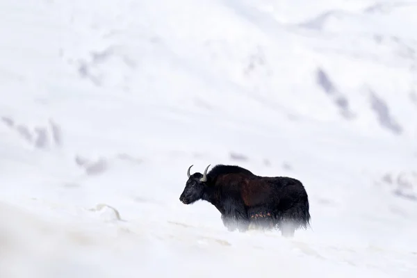 Wild Yak Bos Mutus Μεγάλο Bovid Εγγενές Στα Ιμαλάια Χειμερινή — Φωτογραφία Αρχείου