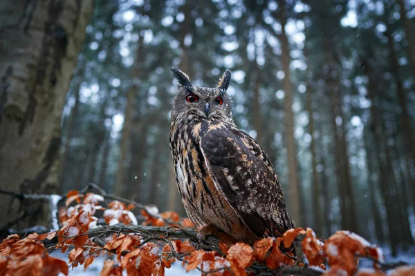 Téli Erdő Bagollyal Eurázsiai Sasbagoly Bubo Bubo Fatörzsön Vadon Élő — Stock Fotó