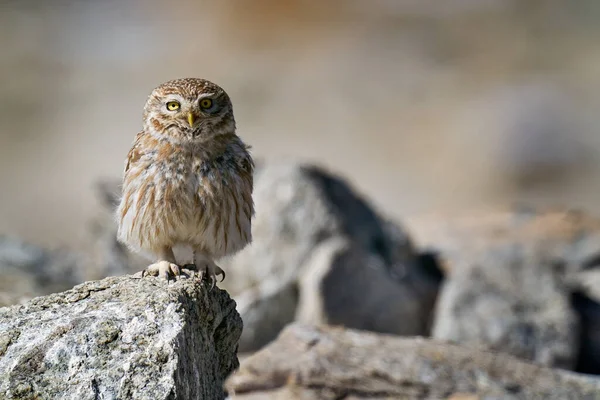 Petite Chouette Athene Noctua Observation Haute Altitude 4620 Dessus Mer — Photo