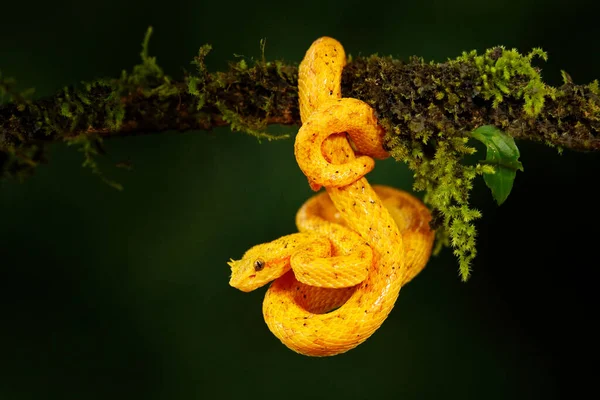 Gift Fara Huggorm Från Costa Rica Yellow Eyelash Palm Pitviper — Stockfoto