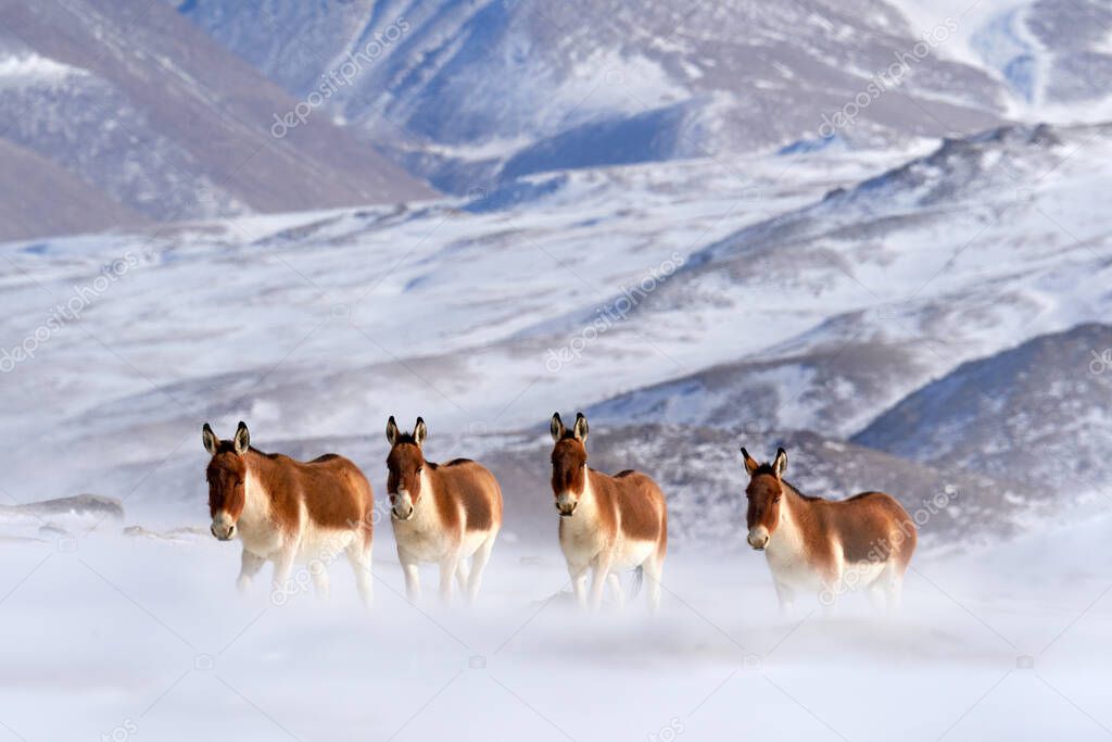 Kiang, Equus kiang, largest of the wild asses, winter mountain codition, Tso-Kar lake, Ladakh, India. Kiang from Tibetan Plateau, in the snow. Wild asses heard, Tibet. Wildlife scene from nature.        