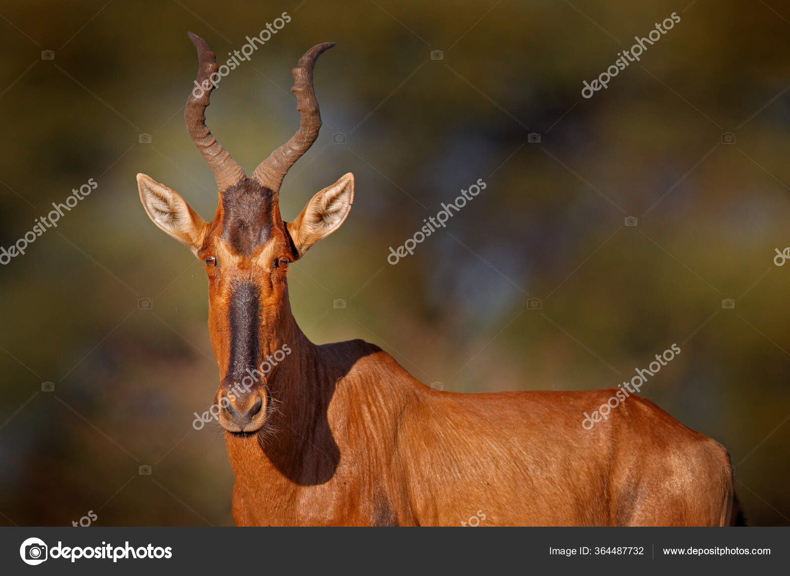 검은영양 - Animalia.bio의 사실, 다이어트, 서식지 및 사진, image size:1600x1167