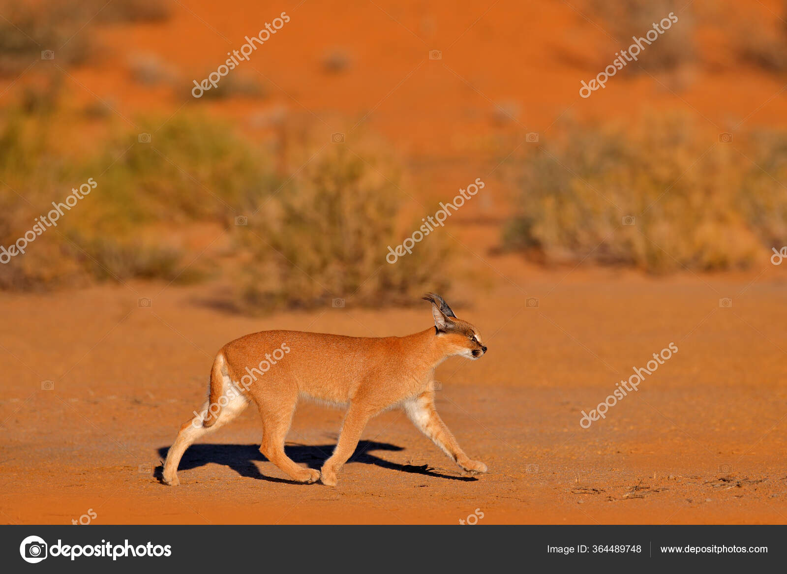 Caracal Lince Africano Desierto Arena Roja Hermoso Gato Salvaje - Main Image