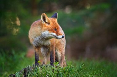 Kızıl Tilki, Vulpes vulpes, çimenli çayırlarda güzel bir hayvan, doğa habitatında, akşam güneşiyle güzel bir ışık, Almanya.