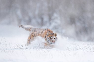 Kaplan karı vahşi kış doğasında koşar. Sibirya kaplanı, Panthera tigris altaica. Tehlikeli bir hayvanla vahşi yaşam sahnesi. Tayga, Rusya 'da soğuk kış. Vahşi Amur kedisiyle kar taneleri. 