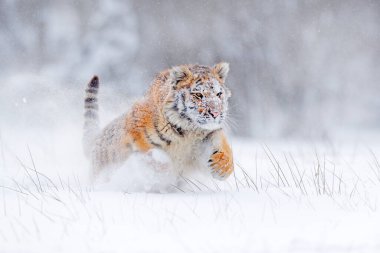 Kaplan karı vahşi kış doğasında koşar. Sibirya kaplanı, Panthera tigris altaica. Tehlikeli bir hayvanla vahşi yaşam sahnesi. Tayga, Rusya 'da soğuk kış. Vahşi Amur kedisiyle kar taneleri. 