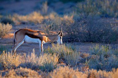 Springbok antilobu, Antidorcas marsupialis, Afrika 'nın kuru habitatında, Kgaladadi, Botswana. Afrika 'dan bir memeli. Güneşin doğuşu, akşamüstü bahar gülü. Namibya 'da safaride gün batımı.