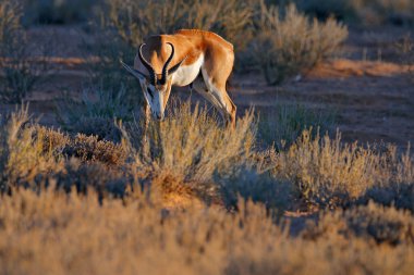Springbok antilobu, Antidorcas marsupialis, Afrika 'nın kuru habitatında, Kgaladadi, Botswana. Afrika 'dan bir memeli. Güneşin doğuşu, akşamüstü bahar gülü. Namibya 'da safaride gün batımı.