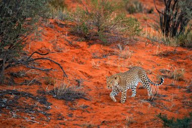 Leopar, Panthera pardus, kırmızı turuncu kumda yürüyor. Botswana 'daki Kgalagadi çölünde Afrika leoparı. Sanat doğası, vahşi doğadaki kedi. Vahşi doğada benekli kedi. Afrika safarisi.