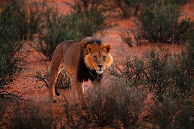 Karanlık sabahta Kgalagadi aslanı, Botswana. Siyah yeleli aslan, habitatta büyük bir hayvan. Afrika 'nın tehlikeli kedisinin portresi. Doğadan vahşi yaşam sahnesi, Kgalagadi, Afrika.