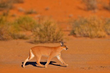 Karakterli, Afrika vaşağı, kızıl kum çölünde. Güzel vahşi kedi doğada, Kgalagadi, Botswana, Güney Afrika. Çakıl taşlarında yüzyüze yürüyen bir hayvan, Felis Caracal. Doğadan vahşi yaşam sahnesi.