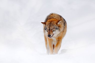 Karlı kaya dağındaki kurt, Avrupa. Doğadan kış yaban hayatı sahnesi. Gri kurt, arka planda kaya olan köpek lupus. Doğada soğuk kar mevsimi, Almanya vahşi yaşam.