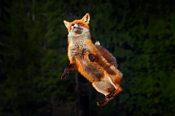 Renard Saute Dans Forêt Vol Fox Red Fox Jumping Vulpes — Photo