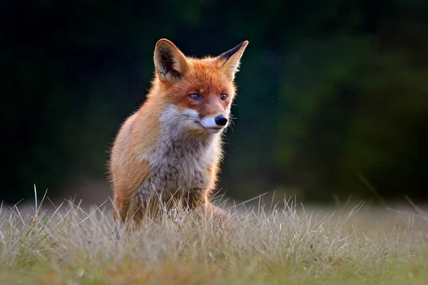 Red Fox Vulpes Vulpes Piękne Zwierzę Trawiastej Łące Środowisku Przyrodniczym — Zdjęcie stockowe