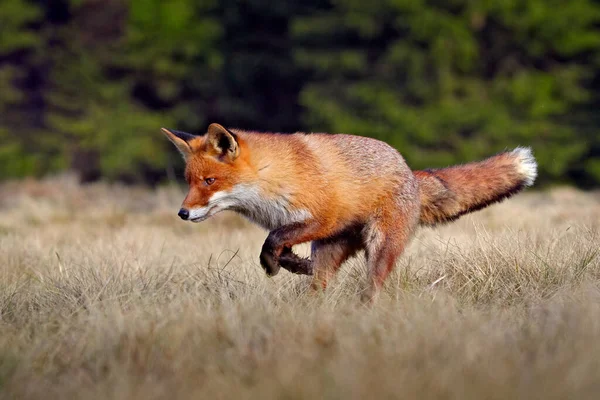 Zorro Rojo Vulpes Vulpes Hermoso Animal Prado Herboso Hábitat Natural — Foto de Stock