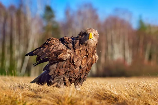 White Tailed Eagle Haliaeetus Albicilla Sitting Water Brown Grass Background — Stock Photo, Image