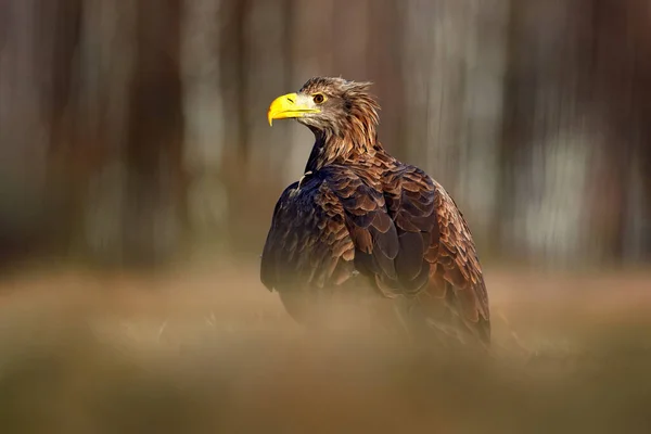 Águia Cauda Branca Haliaeetus Albicilla Sentado Água Com Grama Marrom — Fotografia de Stock