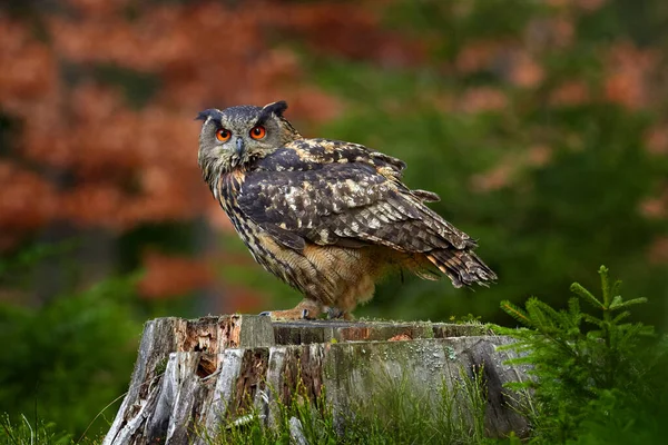 Eurasian Eagle Owl Bubo Bubo Sentado Tronco Árvore Foto Vida — Fotografia de Stock