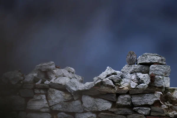 Pequena Coruja Ruína Casa Athene Noctua Pássaro Telha Telhado Velho — Fotografia de Stock