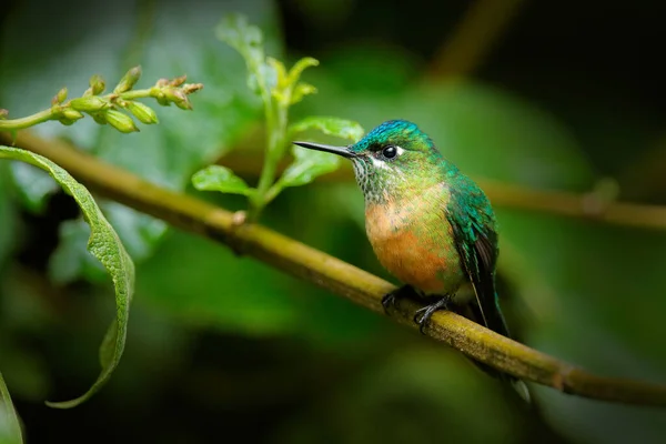 콜롬비아의 에콰도르 동물의 Nature Long Tailed Sylph Aglaiocercus Kingi Female — 스톡 사진