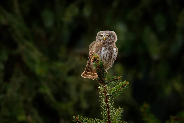 Chouette Pygmée Assise Sur Une Branche Épinette Avec Fond Clair — Photo